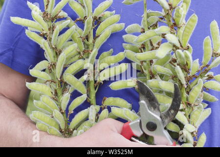 Lupinus. Kupplungsdrucköl verbrachte Blütenstände der beständigen Lupinen Stockfoto