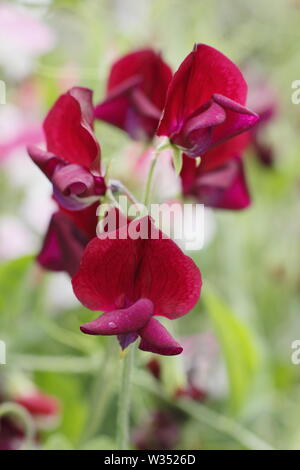 Lathyrus Odoratus "Schwarzen Ritter". Eine stark duftende, Old fashioned Sweet Pea mit dunklen Blüten Stockfoto