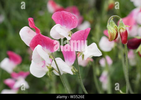 Lathyrus Odoratus "Painted Lady', einem altmodischen, duftende Grandiflora Sweet pea Stockfoto