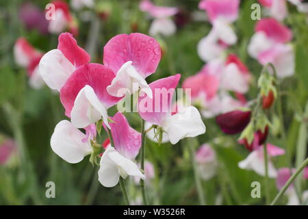 Lathyrus Odoratus "Painted Lady', einem altmodischen, duftende Grandiflora Sweet pea Stockfoto