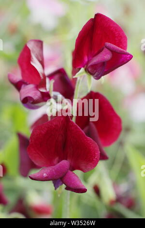 Lathyrus Odoratus "Schwarzen Ritter". Eine stark duftende, Old fashioned Sweet Pea mit dunklen Blüten Stockfoto