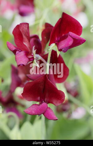 Lathyrus Odoratus "Schwarzen Ritter". Eine stark duftende, Old fashioned Sweet Pea mit dunklen Blüten Stockfoto