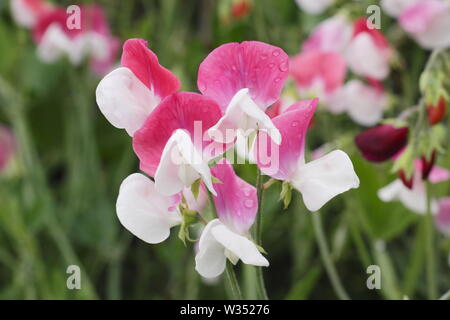 Lathyrus Odoratus "Painted Lady', einem altmodischen, duftende Grandiflora Sweet pea Stockfoto