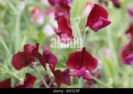 Lathyrus Odoratus "Schwarzen Ritter". Eine stark duftende, Old fashioned Sweet Pea mit dunklen Blüten Stockfoto