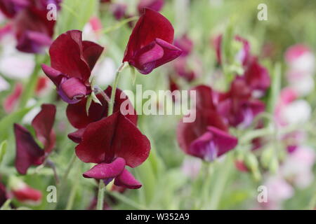 Lathyrus Odoratus "Schwarzen Ritter". Eine stark duftende, Old fashioned Sweet Pea mit dunklen Blüten Stockfoto