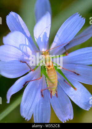 Nahaufnahme von gesprenkelten Busch - Kricket auf chicorée Blume Stockfoto