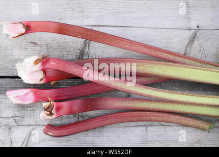 Rheum rhabarbarum. Frisch geerntete Rhabarberstengeln auf hölzernen Tisch. Laub ist giftig. Stockfoto