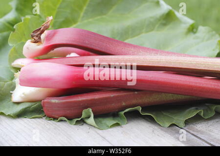 Rheum rhabarbarum. Frisch geerntete Rhabarberstengeln auf hölzernen Tisch. Laub ist giftig. Stockfoto