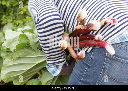 Rheum rhabarbarum. Ernten Rhabarber stammt, die in einer englischen Küche Garten - Feder Stockfoto