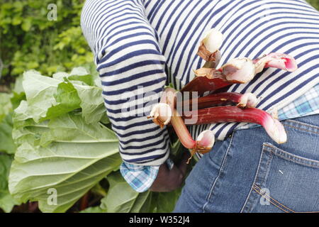 Rheum rhabarbarum. Ernten Rhabarber stammt, die in einer englischen Küche Garten - Feder Stockfoto