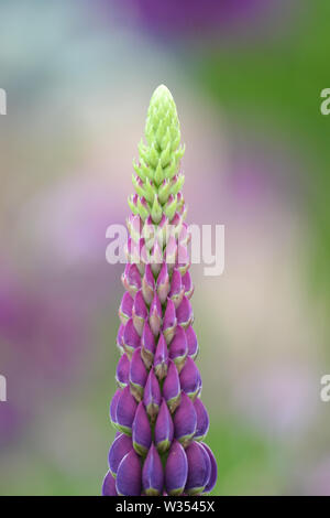 Bunte Makro Foto einer Lupinus (Lupine, Lupine) Stockfoto