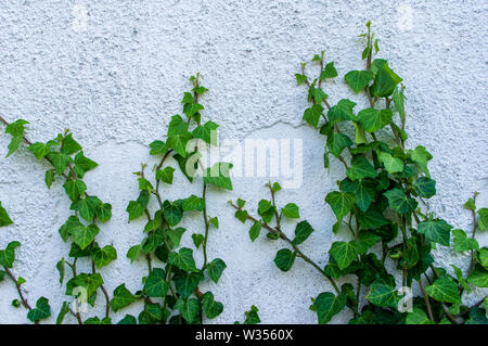 Efeu ranken Klettern auf eine weiße Wand einer Hütte Stockfoto