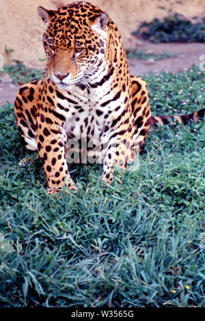 MONTERREY, NL/MEXIKO - Nov 7, 2003: ein Leopard ruht während eines heißen Tag bei 'La Pastora' Zoo. Stockfoto