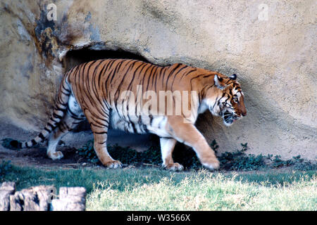 MONTERREY, NL/MEXIKO - Nov 7, 2003: Bengal Tiger Spaziergänge an einem heißen Tag bei 'La Pastora' Zoo. Stockfoto