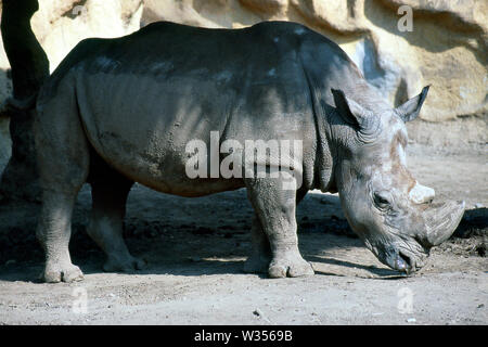 MONTERREY, NL/MEXIKO - Nov 7, 2003: Ein schwarzer rhinocero im Schatten an einem heißen Tag bei 'La Pastora' Zoo. Stockfoto