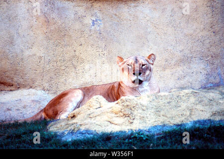 MONTERREY, NL/MEXIKO - Nov 7, 2003: eine Löwin ruht während eines heißen Tag bei 'La Pastora' Zoo. Stockfoto