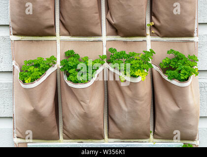 Anlage Taschen mit Petersilie Pflanzen auf einem nach Süden gerichteten Wand gefüllt. Stockfoto