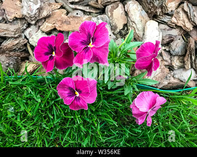 Viola tricoloor auf dekorativen Hintergrund im Garten. Studio Foto Stockfoto
