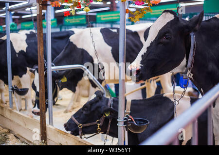 Portrait von Milchkühen in Dairy Farm Stockfoto