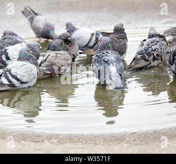 Städtische Taube gebadet in der Pfütze nach Regen. Vögel in der Stadt in Osteuropa Stockfoto