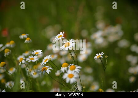 Schönen blühenden Gänseblümchen? Gänseblümchen auf grüner Wiese in der Nähe der Saison bis Stockfoto