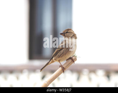 Kleiner Vogel auf einem Stick gehockt Stockfoto