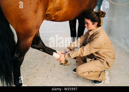 Veterinär Frau untersuchen und behandeln die Sehnen des Pferdes Bein. Pferde Physiotherapie Stockfoto