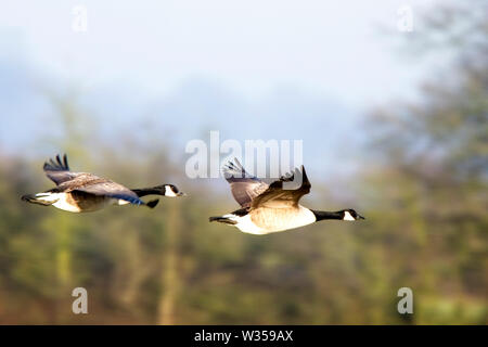 Zwei erwachsene Kanadagänse (Branta canadensis) im Flug, Gloucestershire, England, UK. Stockfoto