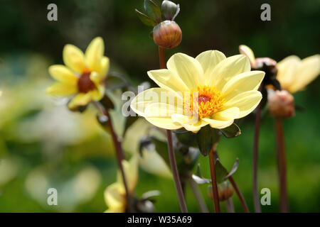 In der Nähe von Primrose - gelb Dahlia's ummertime' Blumen. Stockfoto