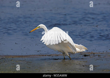 Silberreiher/gemeinsame Reiher/Silberreiher (Ardea alba/Egretta alba) Flügel aus im seichten Wasser des Sees Stockfoto