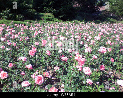 Bereich der rosa Rosen in einer rumänischen Park Stockfoto