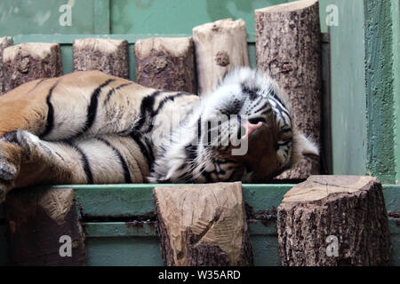 Tiger schlafen in einem Zoo in der Nähe von Stockfoto