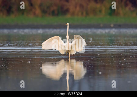 Silberreiher/gemeinsame Reiher/Silberreiher (Ardea alba/Egretta alba) Flügel aus im seichten Wasser des Sees Stockfoto