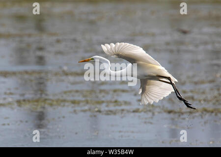 Silberreiher/gemeinsame Reiher/Silberreiher (Ardea alba/Egretta alba) Landung im flachen Wasser des Sees mit ausgebreiteten Flügeln Stockfoto