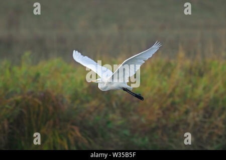 Silberreiher/gemeinsame Reiher/Silberreiher (Ardea alba/Egretta alba) Fliegen über sumpfgebiet Stockfoto