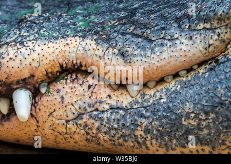 American alligator/Gator/gemeinsame Alligator (Alligator mississippiensis) Close-up von geschlossenen Schnauze zeigt Zähne und Mulden Backen' Stockfoto