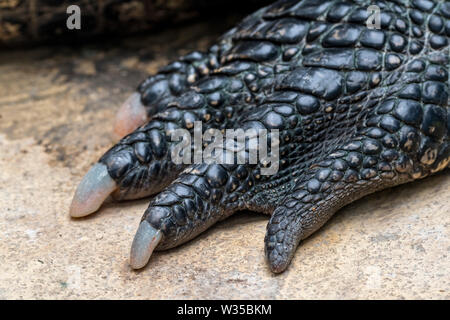 American alligator/Gator/gemeinsame Alligator (Alligator mississippiensis) close-up der Fuß zeigt Krallen und scutes Stockfoto