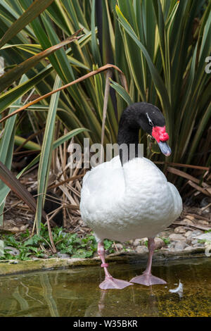 Black-necked Schwan (Cygnus melancoryphus) grössten Wasservögel aus Südamerika Stockfoto