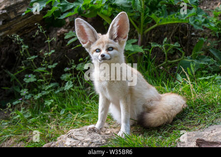 Captive fennec Fox (Fennecus zerda/Vulpes zerda) leiden, Glaukom, Augenerkrankungen mit fennecs in Zoos Stockfoto