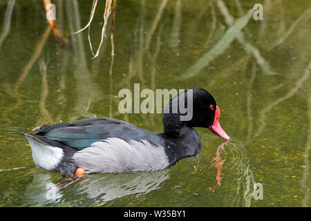 Männliche rosy-billed pochard/rosybill/rosybill pochard (Netta peposaca) Schwimmen im Teich, beheimatet in Argentinien, Chile, Paraguay, Uruguay und Brasilien Stockfoto