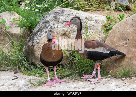 Schwarz-bellied pfeifen - duck/black-bellied tree Enten (Dendrocygna autumnalis) Paar, beheimatet in den USA, Mittelamerika und Südamerika Stockfoto