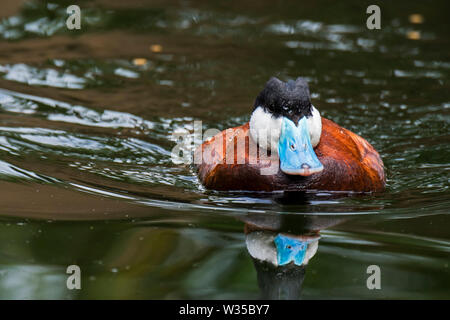 Schwarzkopfruderente (Oxyura Jamaicensis) männliche Schwimmen im Teich, in Nordamerika heimisch Stockfoto