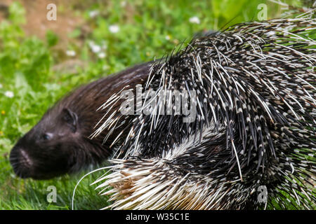 Gewöhnliches Stachelschwein (Hystrix cristata) in der Nähe der Stacheln, native nach Italien, Nordafrika und Afrika südlich der Sahara Stockfoto