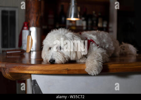 Nanja, Bichon Bologneser doggy, liegend auf einem hölzernen Tresen Stockfoto