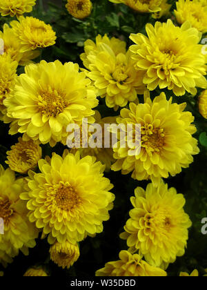 Chrysantheme Blume makro Hintergrundbild bunt Fine Art Prints. Stockfoto