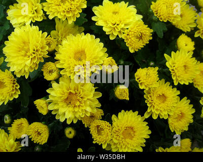 Chrysantheme Blume makro Hintergrundbild bunt Fine Art Prints. Stockfoto