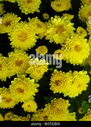 Chrysantheme Blume makro Hintergrundbild bunt Fine Art Prints. Stockfoto