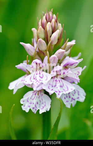 Heide oder Moorland getupft Orchidee (Dactylorhiza maculata, dactylorchis maculata), in der Nähe von einer einzigen Blume Kopf in der Bewölkung. Stockfoto