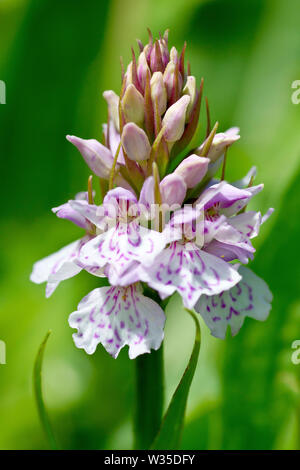 Heide oder Moorland getupft Orchidee (Dactylorhiza maculata, dactylorchis maculata), in der Nähe einer einzelnen Blüte im Sonnenschein. Stockfoto