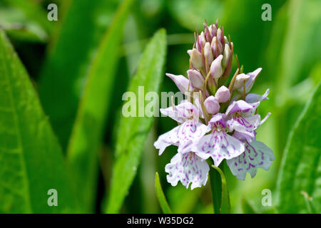 Heide oder Moorland getupft Orchidee (Dactylorhiza maculata, dactylorchis maculata), in der Nähe einer einzelnen Blüte. Stockfoto